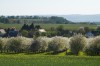 Jablíčková Klopina