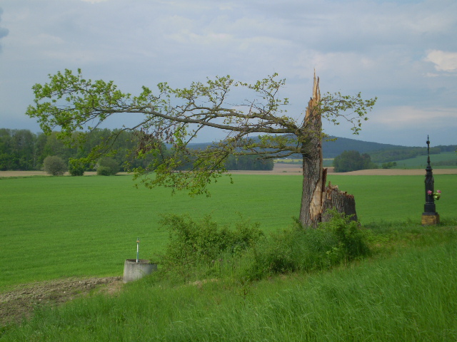Strom Hrdina Třeština