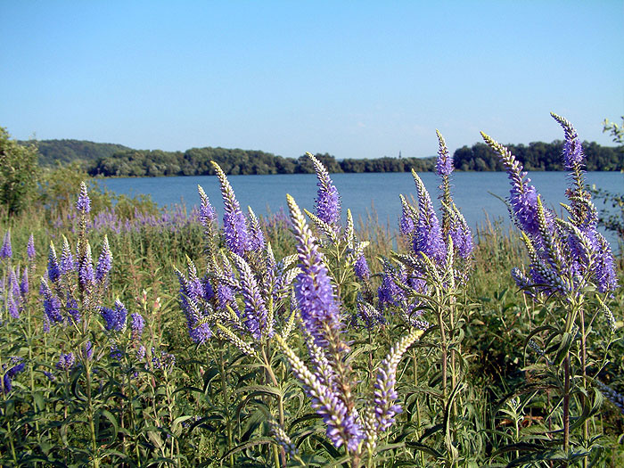 Přírodní rezervace Moravičanské jezero (Moravičany)