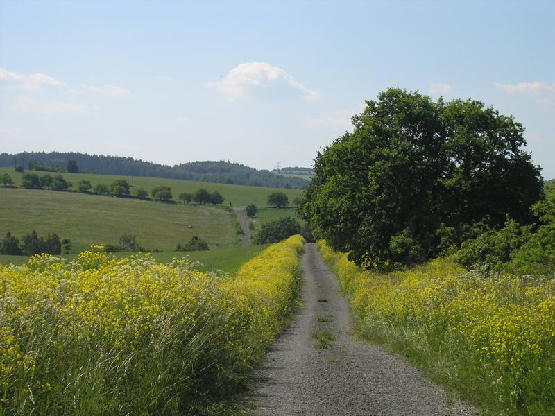 polní cesta do Krchleb