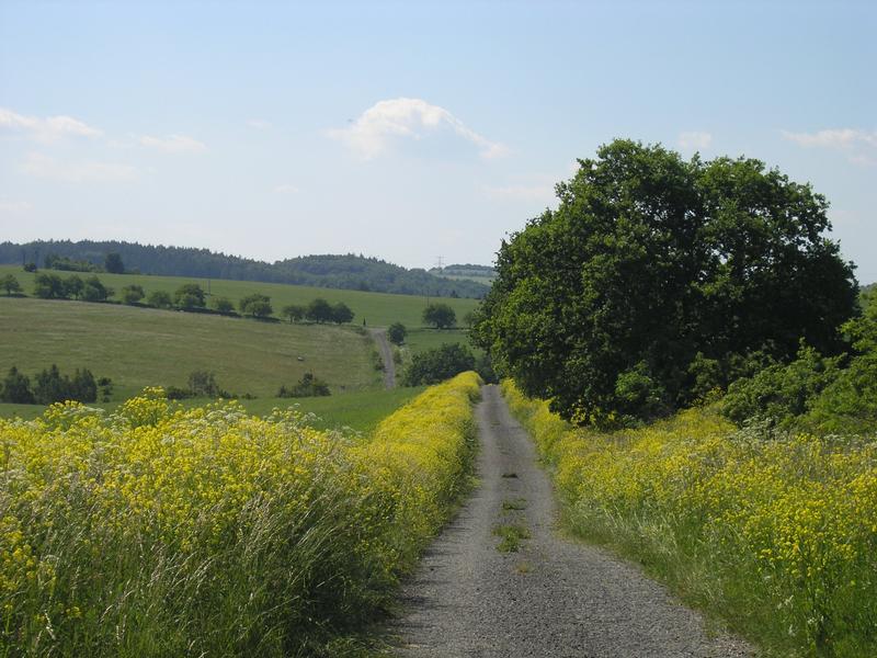 polní cesta do Krchleb