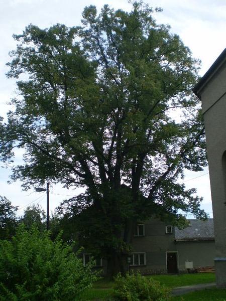 Památný strom Pavlov Koukalova lípa