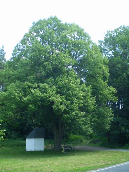památný strom - lípa